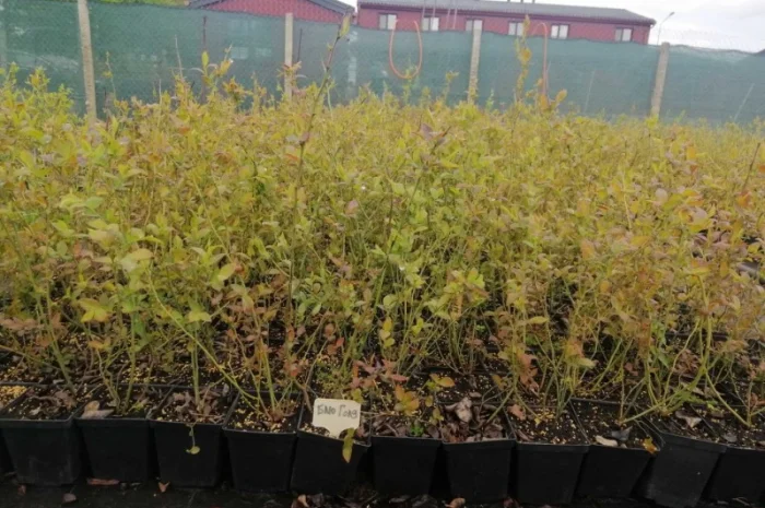 Пропонуємо садженці ГОЛУБІКИ (лохина)- фото № 7