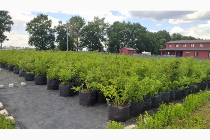 Пропонуємо садженці ГОЛУБІКИ (лохина)- фото № 4