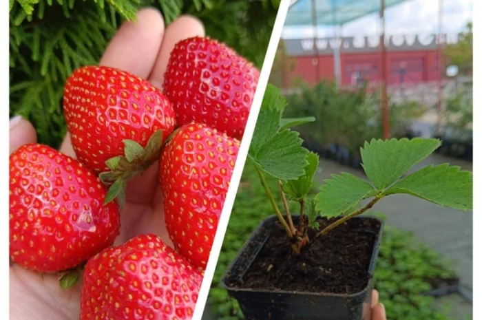 Пропонуємо садженці ГОЛУБІКИ (лохина)- фото № 12