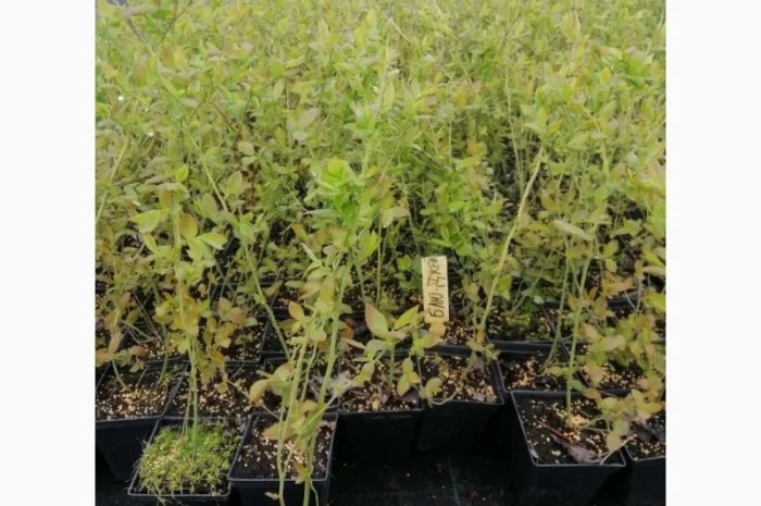 Пропонуємо садженці ГОЛУБІКИ (лохина)- фото № 3