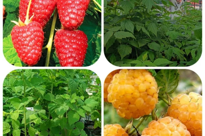 Пропонуємо садженці ГОЛУБІКИ (лохина)- фото № 14