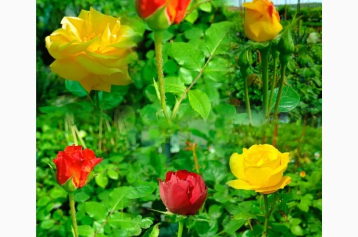 Пропонуємо садженці ГОЛУБІКИ (лохина)- фото № 15