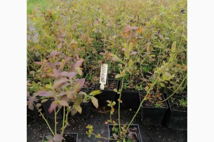 Пропонуємо садженці ГОЛУБІКИ (лохина)- фото № 5