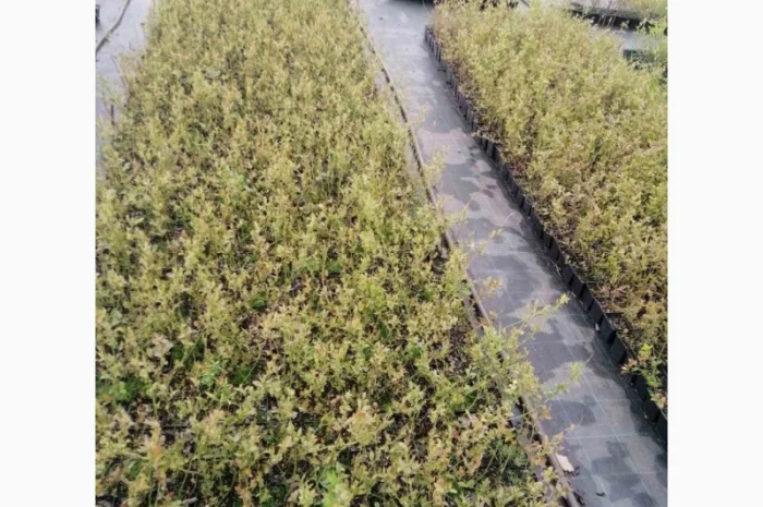 Пропонуємо садженці ГОЛУБІКИ (лохина)- фото № 6