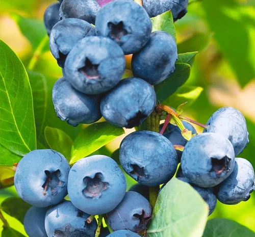 Саджанці лохини Блюголд - 4-річний- фото № 1