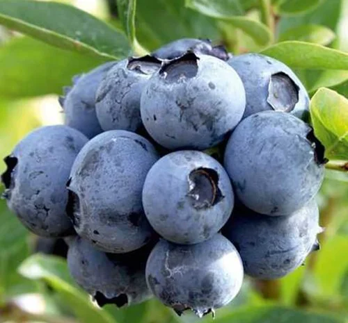 Саджанці лохини Дюк - 4-річний- фото № 1