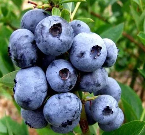 Саджанці лохини Блюджей - 4-річний- фото № 1