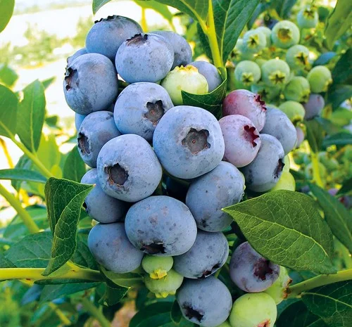 Саджанці лохини Блюкроп - 4-річний- фото № 1