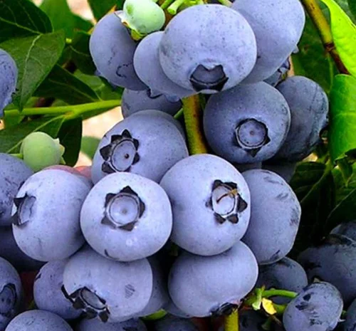 Саджанці лохини Бонус - 4-річний- фото № 1