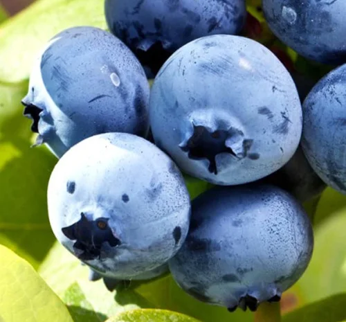 Саженцы голубики сорта Елизабета - 4 года- фото № 1