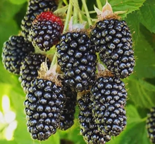 Саженцы ежевики Адриана - 2 года- фото № 1