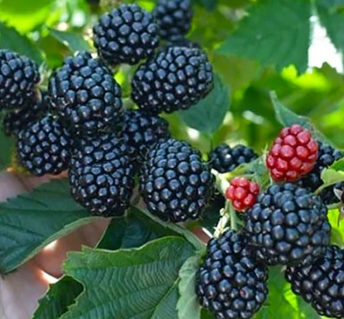 Саджанці ожини Кіова - 2-річний- фото № 1