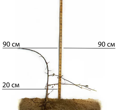 Саджанці ожини Кіова - 2-річний- фото № 2