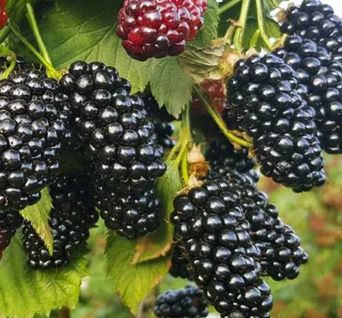 Саджанці ожини Натчез - 2-річний- фото № 1