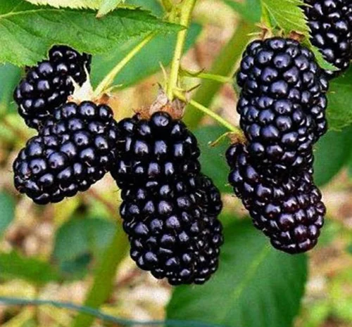 Саджанці ожини Небо може зачекати - 2-річний- фото № 1