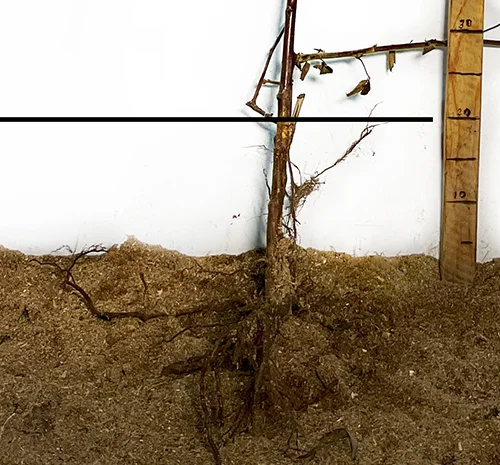 Саджанці ожини Небо може зачекати - 2-річний- фото № 3