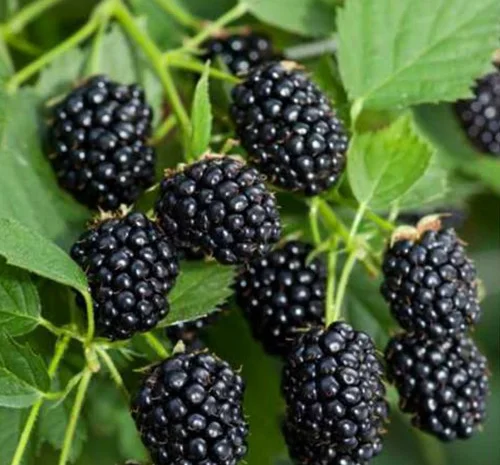 Саджанці ожини Рубен - 2-річний- фото № 1