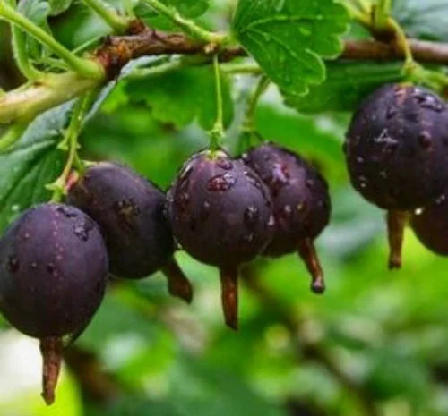 Саджанці йошти- фото № 1