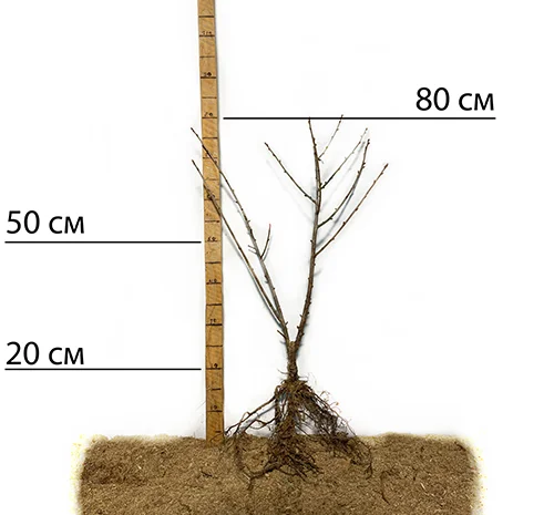 Саджанці йошти- фото № 2