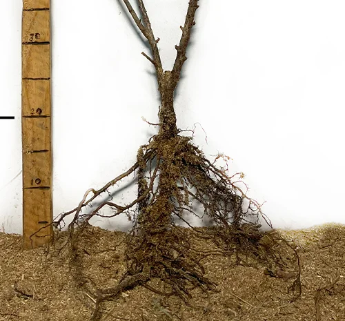 Саджанці йошти- фото № 3