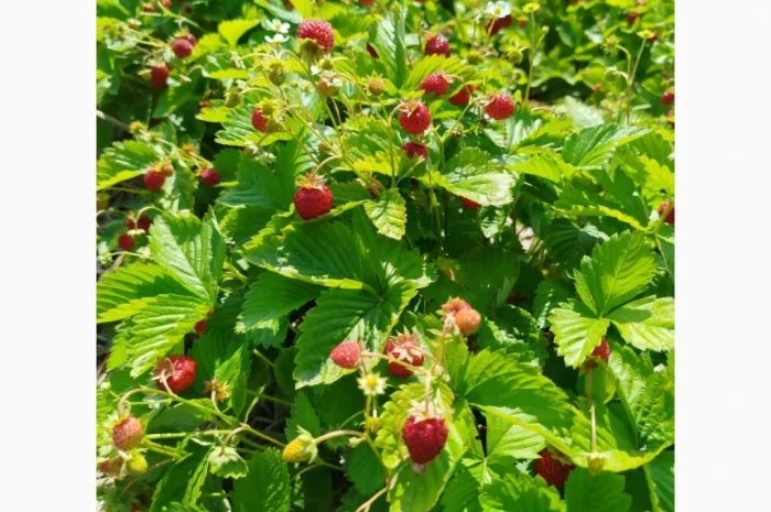 Саженцы альпийской клубники на продажу- фото № 1