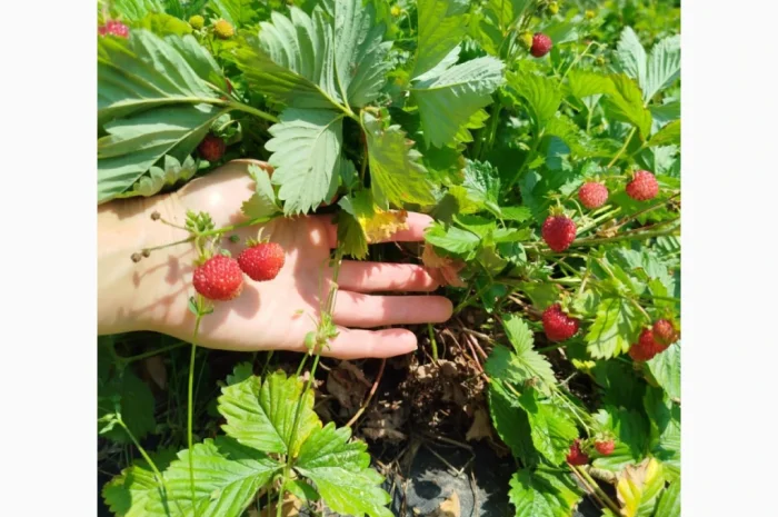 Саженцы альпийской клубники на продажу- фото № 2