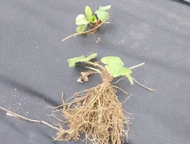 Саженцы альпийской клубники на продажу- фото № 3