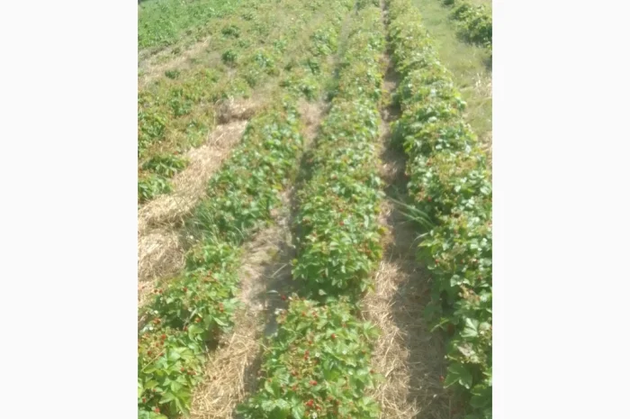 Саженцы альпийской клубники на продажу- фото № 4