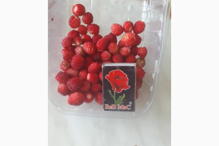 Саженцы альпийской клубники на продажу- фото № 5