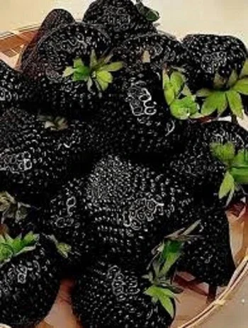 Полуница ампельная черноплодная сорта Мавр- фото № 1