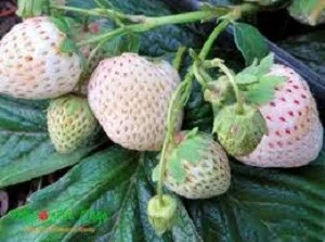 Полуница ампельная белая сорт Либидь – саженцы- фото № 1