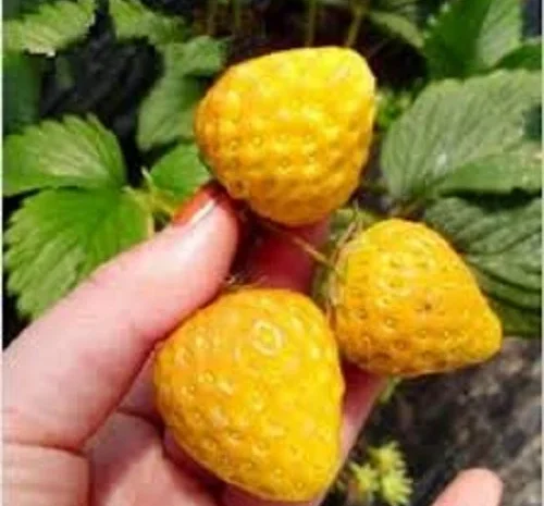 Полуница ампельная жёлтоплодная сорта Ананасовая- фото № 1