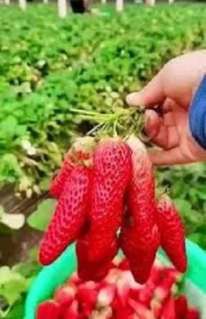 Полуниця ремонтантна гронового плодоношення Виноградне диво(розсада)- фото № 1