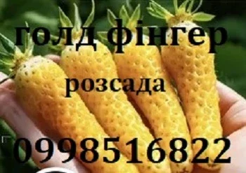 Полуниця сорту Голд фінгер- фото № 1