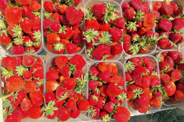 Саджанці суниці садової КСД різних термінів дозрівання- фото № 1