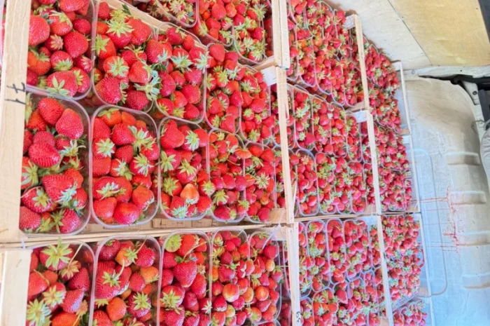 Саджанці суниці садової КСД різних термінів дозрівання- фото № 2