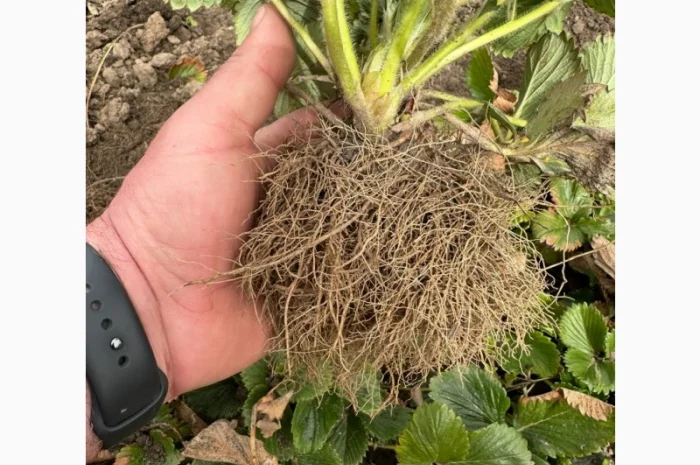 Саджанці суниці садової КСД різних термінів дозрівання- фото № 3