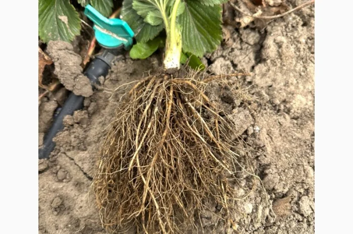 Саджанці суниці садової КСД різних термінів дозрівання- фото № 4