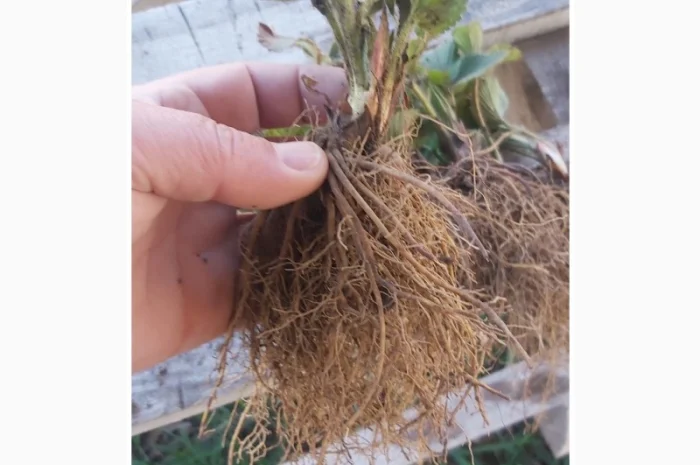 Саджанці суниці садової КСД різних термінів дозрівання- фото № 5