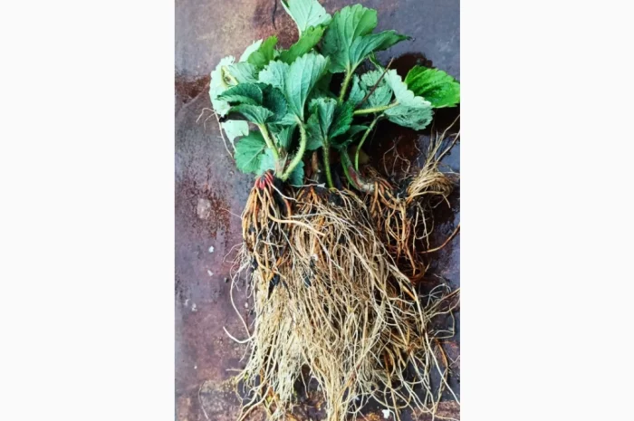 Саджанці полуниці Азія- фото № 1