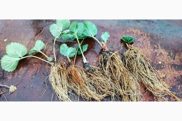 Саджанці полуниці Азія- фото № 2