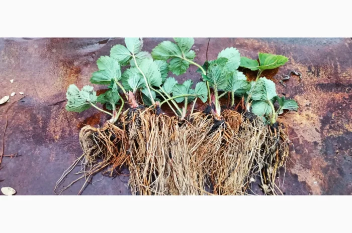 Саджанці полуниці Азія- фото № 3