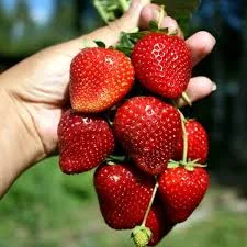 Полуниця гронового плодоношення сорту Виноградний бум(розсада)- фото № 1