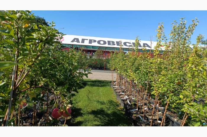 Продаються саджанці полуниці різних сортів- фото № 9