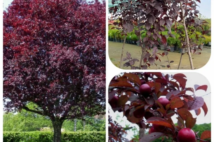 Продаються саджанці полуниці різних сортів- фото № 10