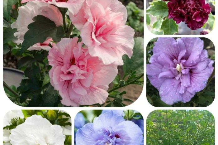 Продаються саджанці полуниці різних сортів- фото № 11