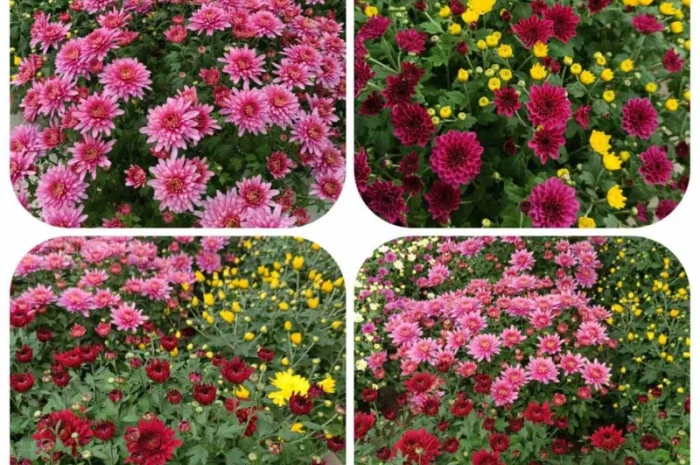 Продаються саджанці полуниці різних сортів- фото № 13