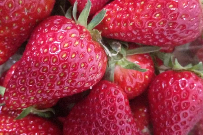 Продаються саджанці полуниці різних сортів- фото № 3