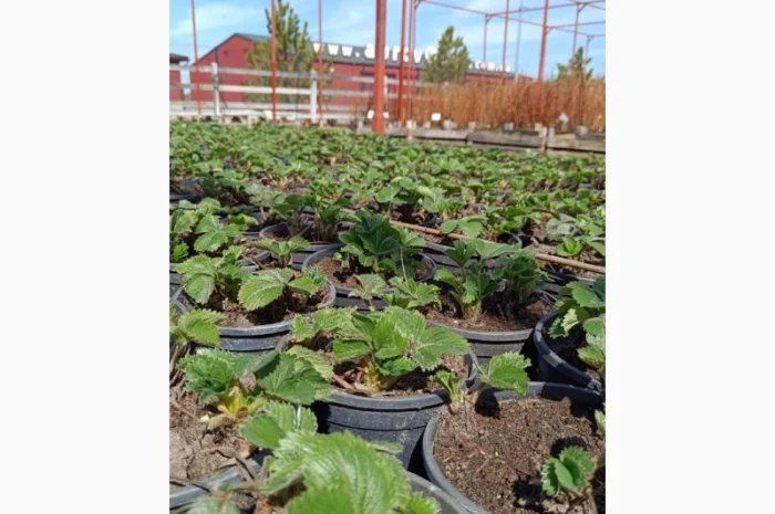 Продаються саджанці полуниці різних сортів- фото № 2