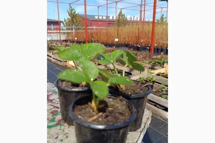 Продаються саджанці полуниці різних сортів- фото № 4